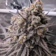 The old man and the ocean