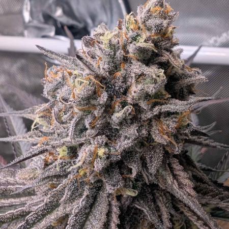 The old man and the ocean