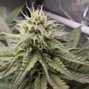 The old man and the ocean