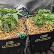 Inferno, Purgatorio & Madman