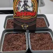 Inferno, Purgatorio & Madman