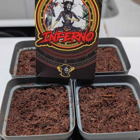 Inferno, Purgatorio & Madman