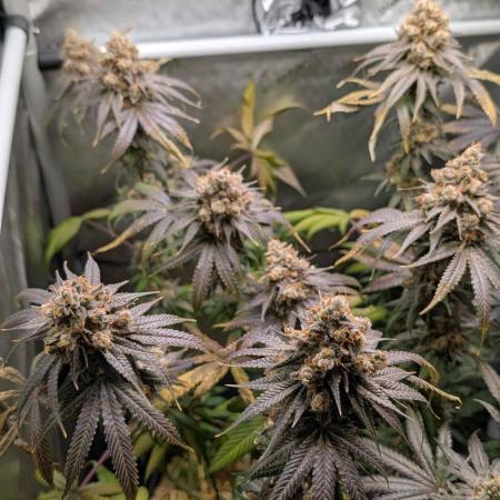 Bluzzi + Orange Limeade