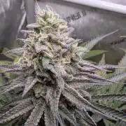 The old man and the ocean