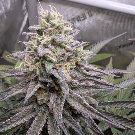 The old man and the ocean