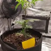 Studio54 / RS54 / Rainbow Sherbert #54 | Deo Farms x Doja