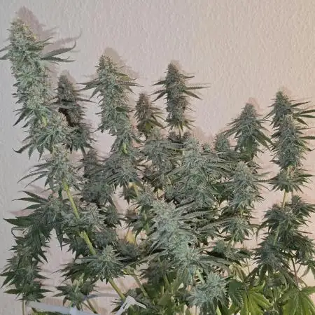 9 Gallon Grow MAC