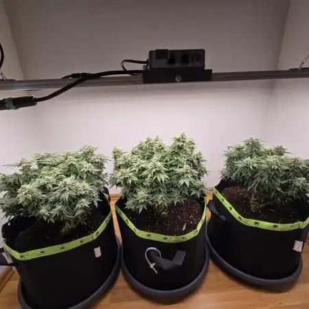 30 liter grow mit Biobizz Juju Royal / Permanent marker - White truffle - Oreoz