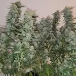 Oreoz 9 gallon indoor grow