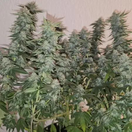 Oreoz 9 gallon indoor grow