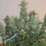 Advanced Seeds Apple Fritter 9 Gallon