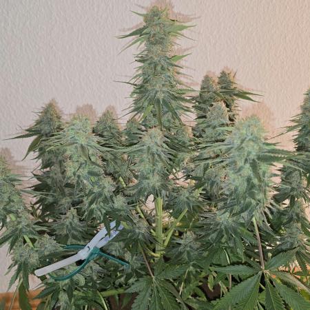 Advanced Seeds Apple Fritter 9 Gallon
