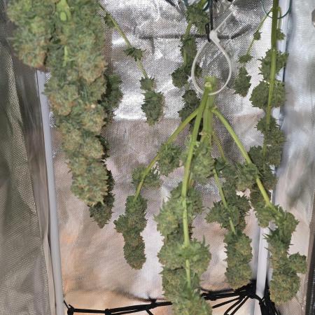Advanced Seeds Apple Fritter 9 Gallon