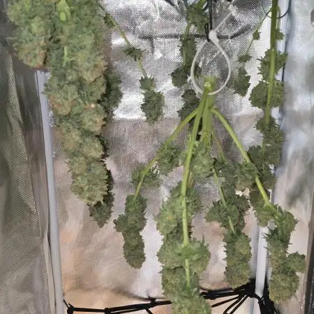 Advanced Seeds Apple Fritter 9 Gallon