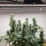 Oreoz 9 gallon indoor grow