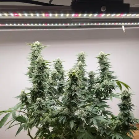 Oreoz 9 gallon indoor grow