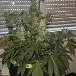 Advanced Seeds Apple Fritter 9 Gallon