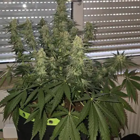 Advanced Seeds Apple Fritter 9 Gallon