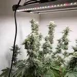 9 Gallon Grow MAC