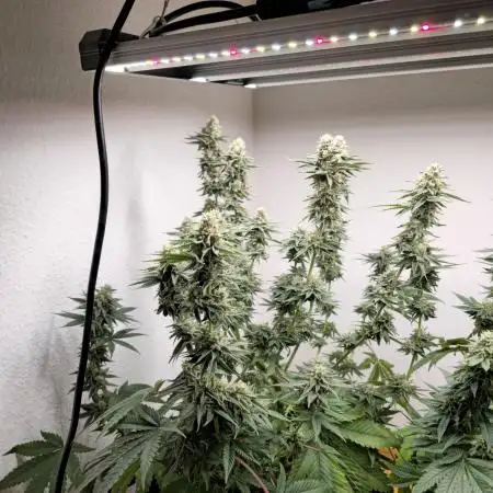 9 Gallon Grow MAC