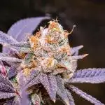 Granny Candy (1&2) - Fruit of the Lum (1&3) - Organic Living Soil