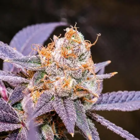 Granny Candy (1&2) - Fruit of the Lum (1&3) - Organic Living Soil