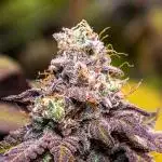 Guzzlerz, Orange Creampop (Organic)