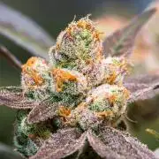 Garlic, Orange, Granny, Lum