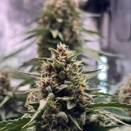 Automatic  Indoor  #2