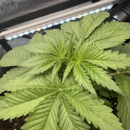 Papaya Zoap - Sweet Seeds