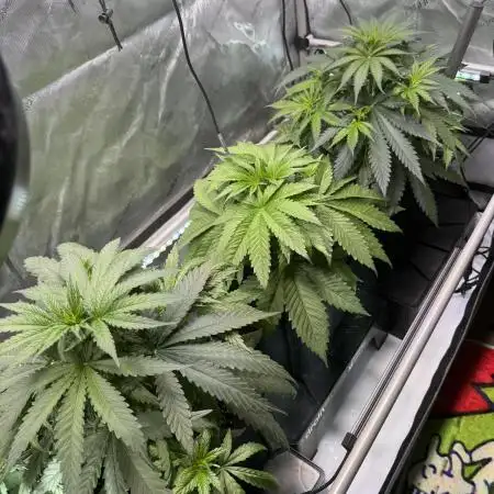 Papaya Zoap - Sweet Seeds