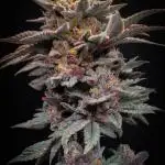 Test Run for T.H. Seeds