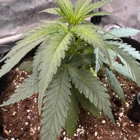 Dr. Grinspoon