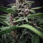 Automatic Outdoor #2
