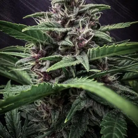 Automatic Outdoor #2