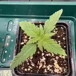 Dr. Grinspoon