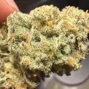 Papaya Zoap - Sweet Seeds