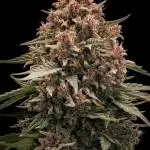 Automatic  Indoor  #2
