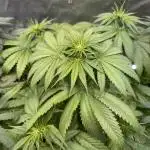 Papaya Zoap - Sweet Seeds