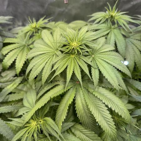 Papaya Zoap - Sweet Seeds