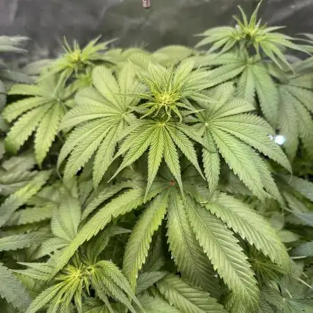 Papaya Zoap - Sweet Seeds