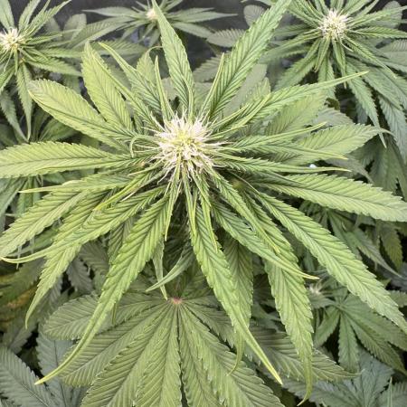 Papaya Zoap - Sweet Seeds