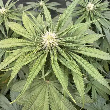 Papaya Zoap - Sweet Seeds