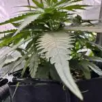 Dr. Grinspoon