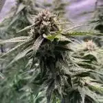 Papaya Zoap - Sweet Seeds