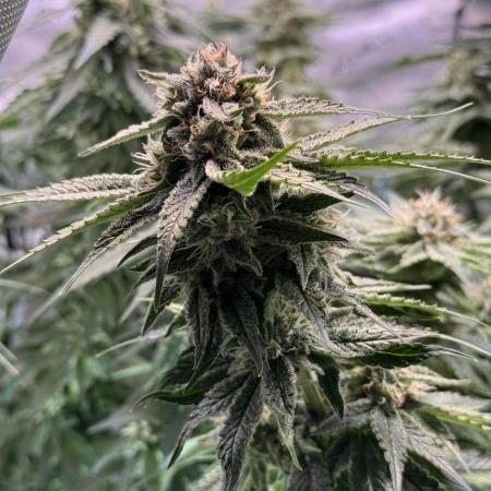 Papaya Zoap - Sweet Seeds