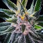 Papaya Zoap - Sweet Seeds