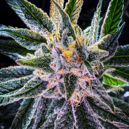 Papaya Zoap - Sweet Seeds