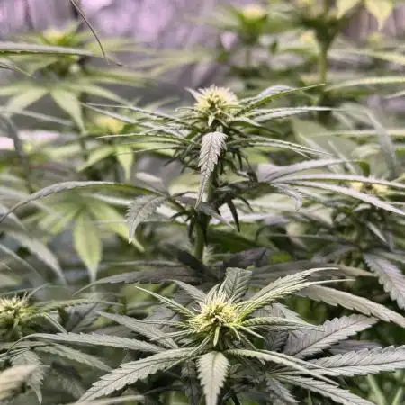Dr. Grinspoon