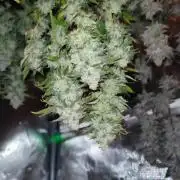 Insane og